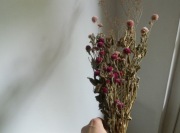 Bukiet suszony gomfreny różowa fioletowa gipsówka