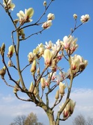 Magnolia yellow pink 16 letnia szczepiona na pniu inna