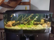 Akwarium 240 l ze wszystkim 
