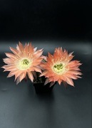 kaktus Echinopsis hybryd Bonzo