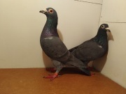 Linia 776 E.T z gołębi Drapy