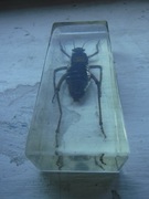 Duzy owad w żywicy syntetycznej , świerszcz? ZOBACZ 