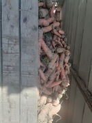 Marchew 25 kilo paszowa odpadowa dla zwierząt królików 