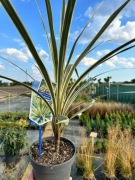 Kordylina (cordylina) australijska TORBAY DEZZLER 