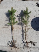 Swierk pospolity 15-30 cm