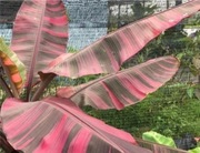 Banan Musa Pink Nono nasiona unikat bananowiec