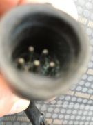 Modól zapłonu Evinerude