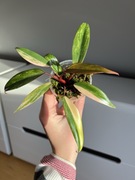 Philodendron Strawberry Shake