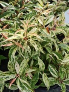 Kiścień wawrzynowy Rainbow