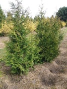 Thuja żywopłotowa 200 -300 cm