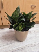 sansewieria niska / wężownica