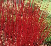 Dereń biały czerwone pędy