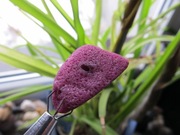 RUBIN - duży kryształ , ładnie świeci w UV - #10