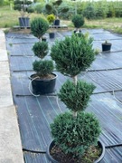 Cyprys Lawsona NIEBIESKI formowany w 3 kule 