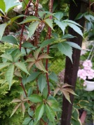 winobluszcz pięciolistkowy,