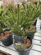 Cryptomeria Szydlica Dinger kolekcjonerski iglak