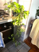 Epipremnum aurerum (złociste) duża roślina doniczkowa Wrocław