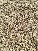 Orkisz ekologiczny certyfikowany BIO