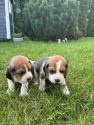 Szczeniak Beagle