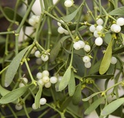 Jemioła pospolita ziele 100g z Bieszczad 