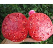 Pomidor Grasa de Tismana, Mięsiste olbrzymie owoce