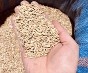 Naturalna mieszanka zbóż dla kur - 25 kg / pasza, karma, pokarm