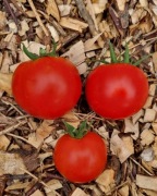 pomidor Siberian nasiona kolekcjonerskie
