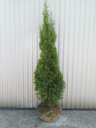 tuja szmaragd thuja smaragd PROMOCJA teraz 150-180cm ładne geste