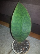 Sansevieria masoniana płetwa rekina 