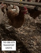 KURY NIOSKI MLODE DOSTAWA GRATIS CAŁA POLSKA