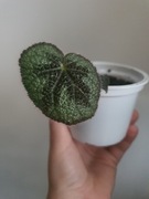 Begonia Masoniana Mask 