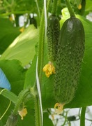 Ogórek Ninja F1 - Nasiona Holenderskie