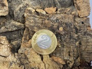 Holconia murrayensis L2/L3 pająk