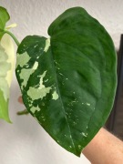 Syngonium Chiapense Variegata - sadzonka szczytowa z korzonkami 