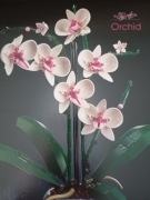 LEGO botanicals 10311 Orchidea
