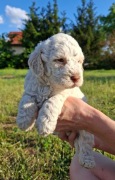 Szczenięta lagotto romagnolo