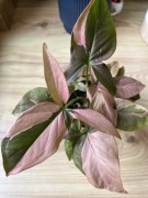 2 x Syngonium Red Spot + 1 x Syngonium Pink Splash  - don. 11 cm 