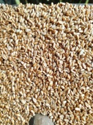 Pszenica ziarno pasza dla kur drobiu ryb 25 kg