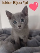 Kocurki rosyjskie niebieskie z rodowodem 5 pok wstecz Bijou*pl 