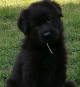 Owczarek niemiecki fci