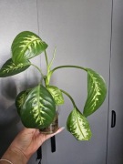 Diffenbachia / Difenbachia ukorzeniona w wodzie – zdrowa, duża sadzonka