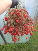 Pomidor Megagroniasty Czerwony 