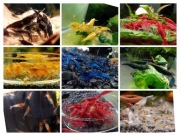 Krewetki kolorowe do akwarium 20szt (16 odmian barwnych)