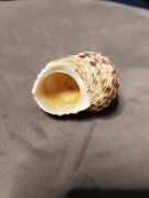 Muszla Morska kremowo - brązowa  4,5 x 4 cm