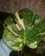 Monstera deliciosa variegata cięty szczyt 