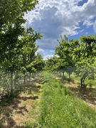 Sprzedam śliwkę Węgierkę zwykłą wczesną