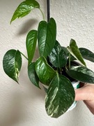 Epipremnum Pinnatum Variegata - don. 9 cm