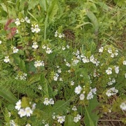 Świetlik biały ziele z Bieszczad 50g