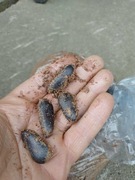 Nasiona Asimina Prima1216 pawpaw