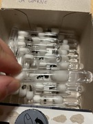 Messor Barbarus samotna królowa